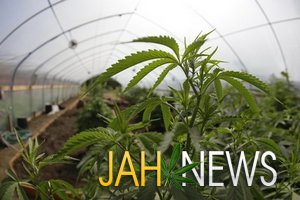 В США откроют институт по выращиванию марихуаны